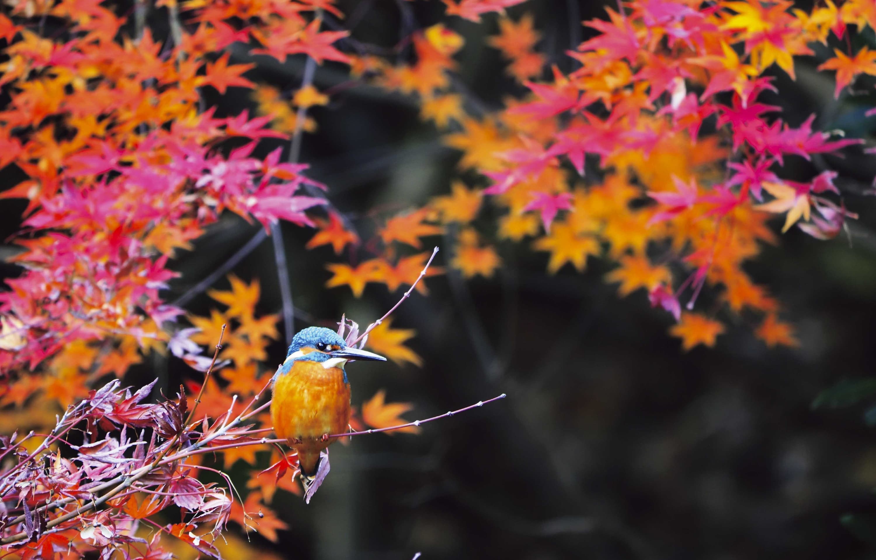 野鳥カレンダー