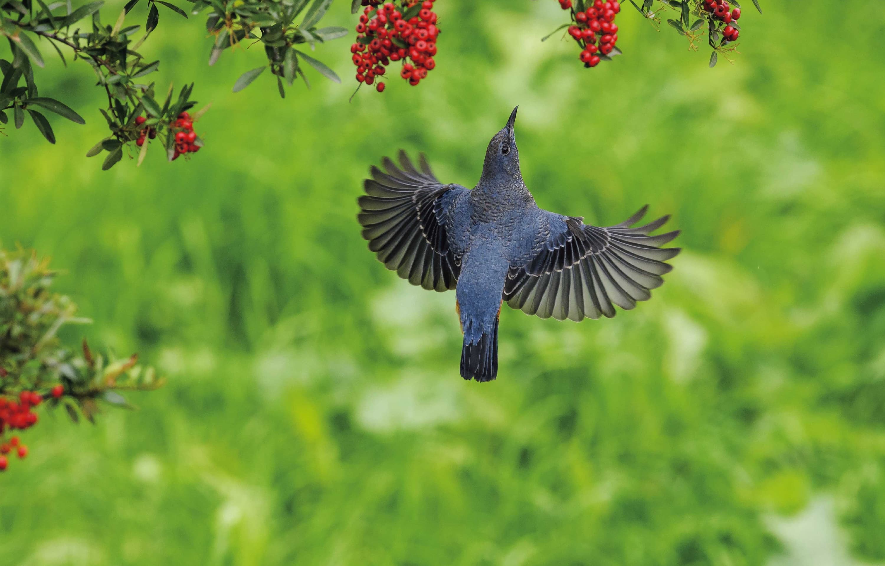 野鳥カレンダー