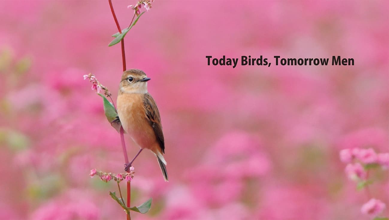 野鳥カレンダー表紙
