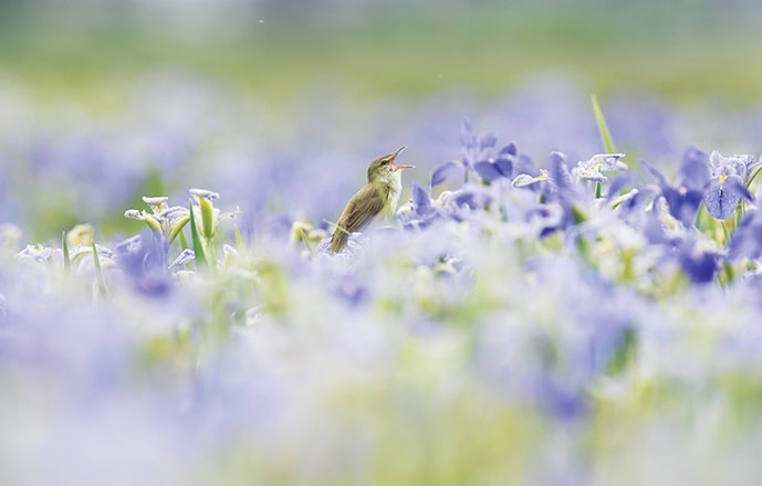 野鳥カレンダー
