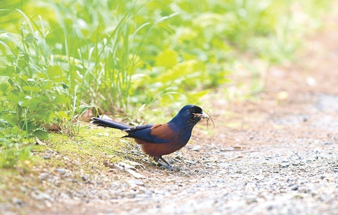野鳥カレンダー