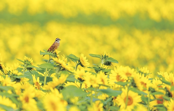 野鳥カレンダー