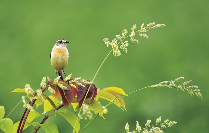 野鳥カレンダー