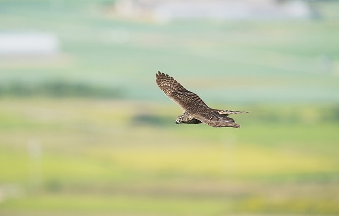野鳥カレンダー