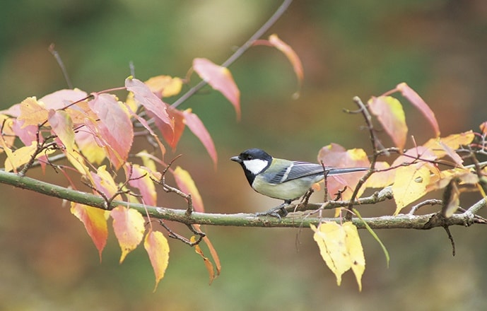 野鳥カレンダー
