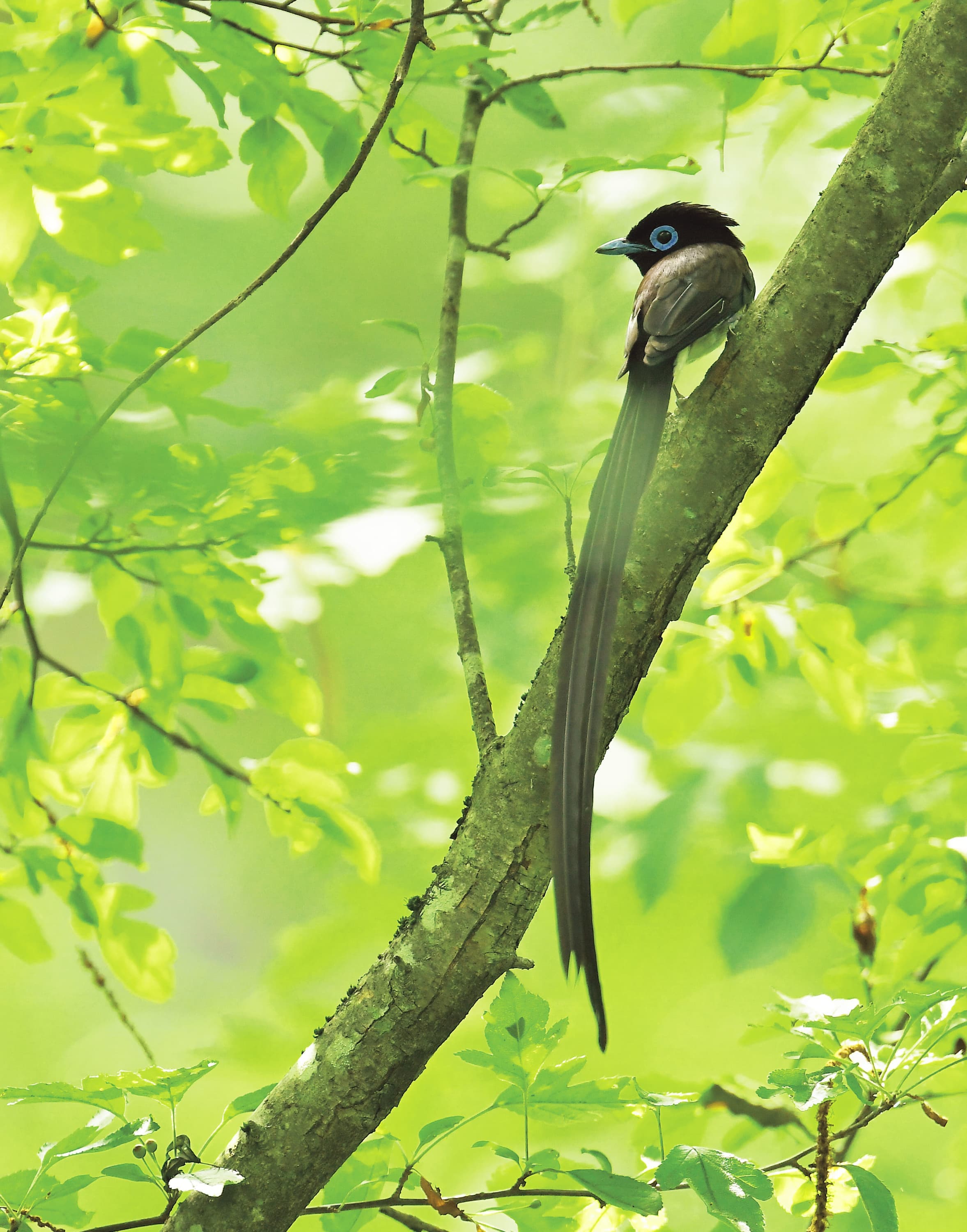 野鳥カレンダー