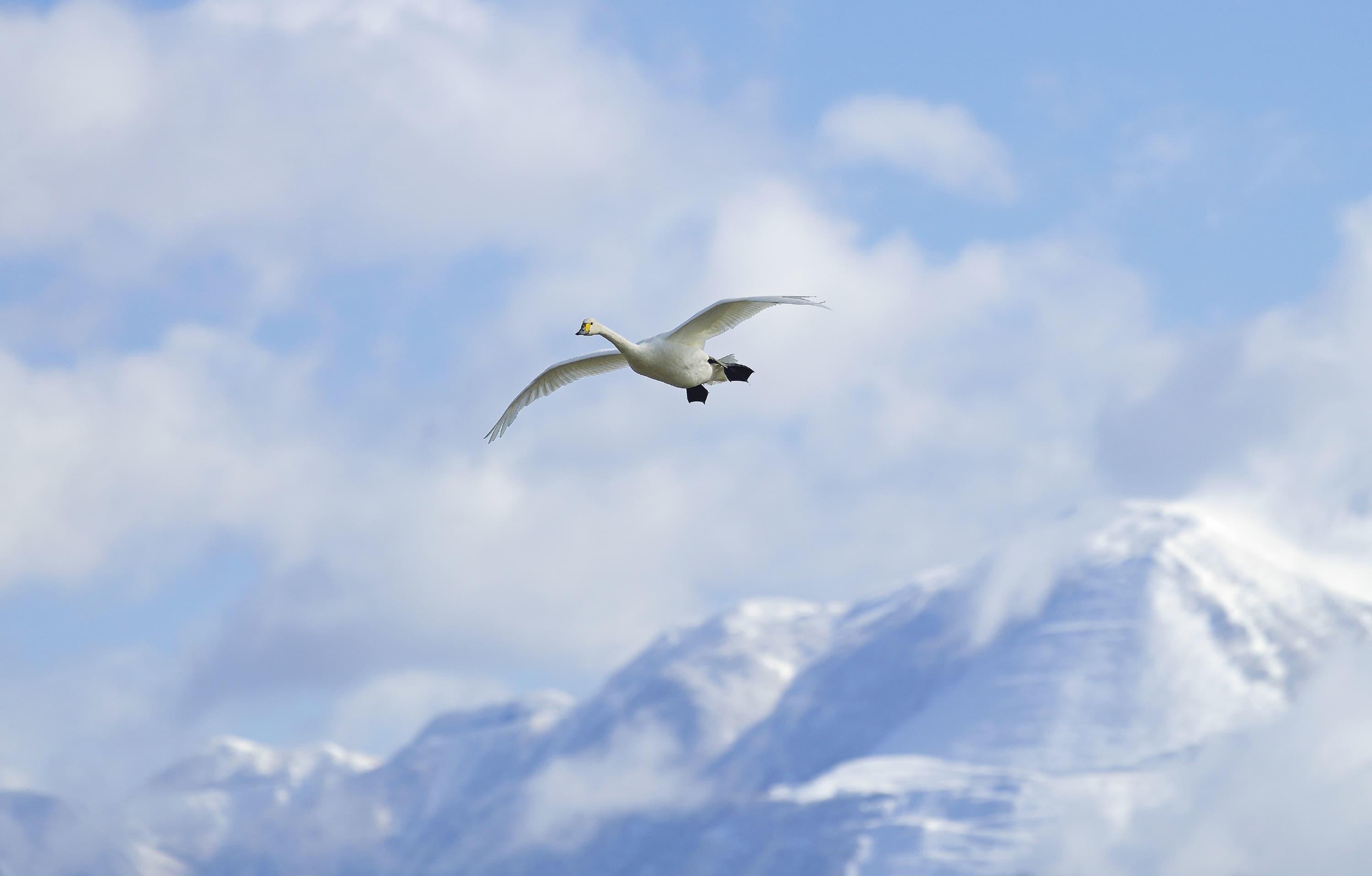 野鳥カレンダー