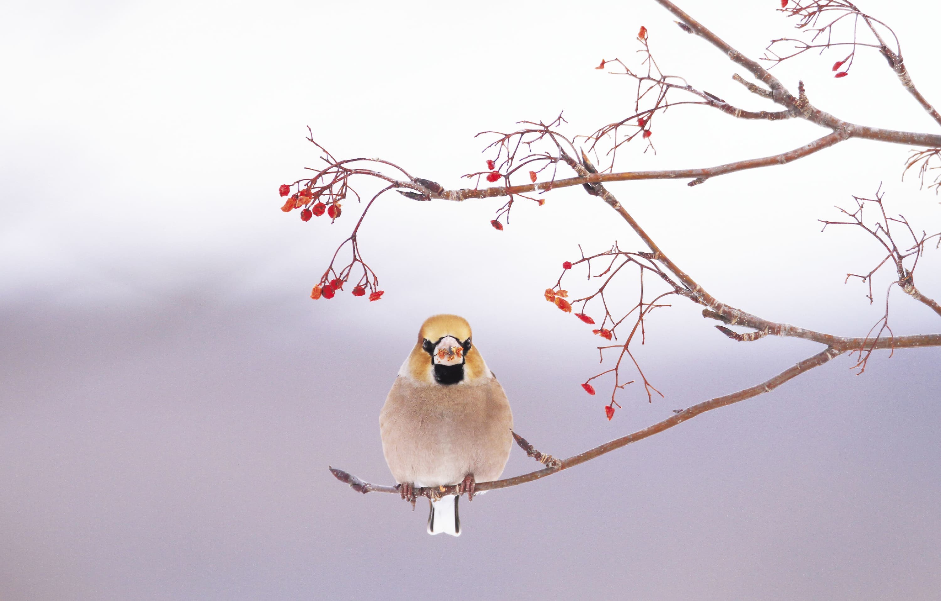 野鳥カレンダー