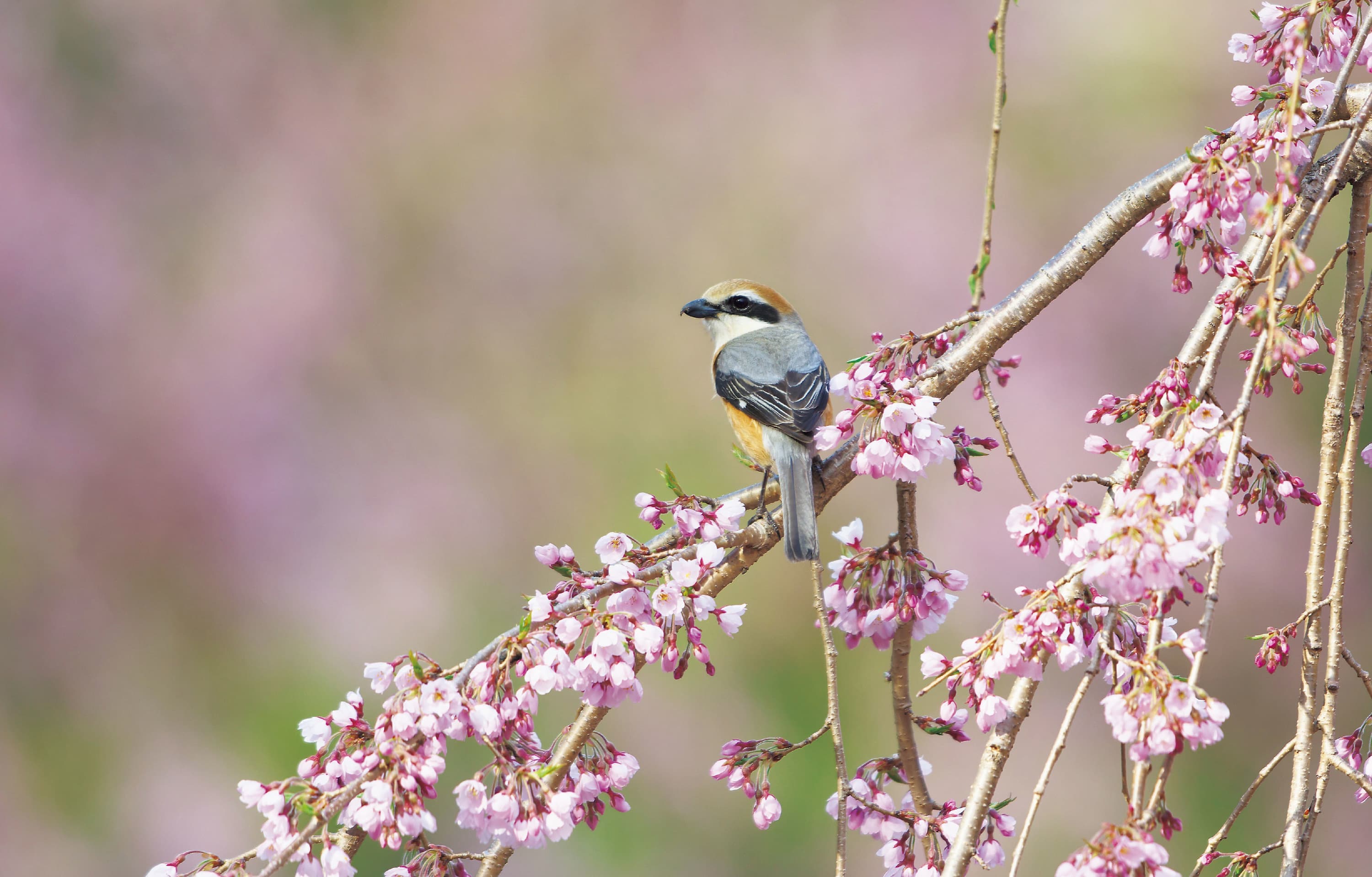 野鳥カレンダー