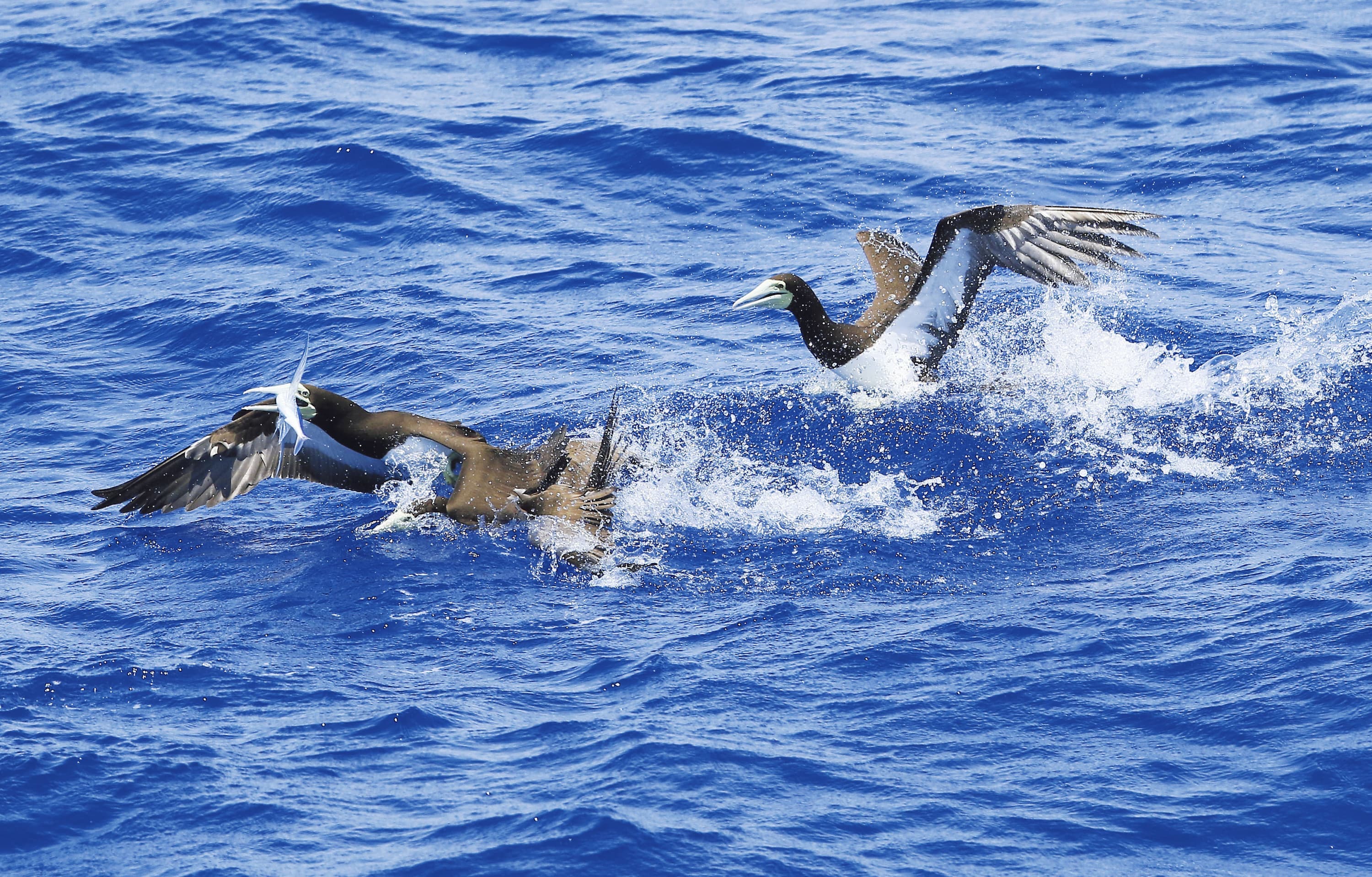野鳥カレンダー