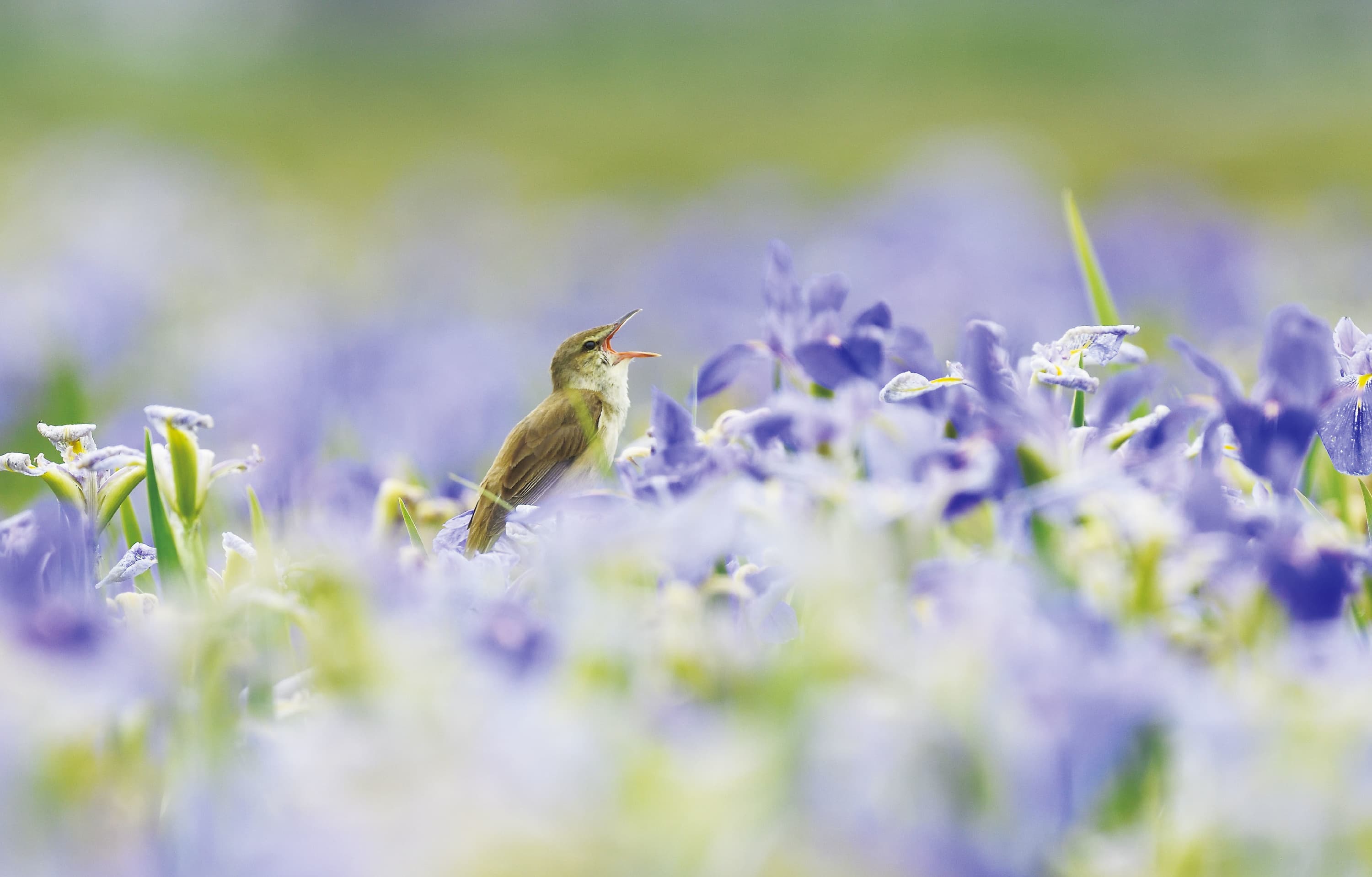 野鳥カレンダー
