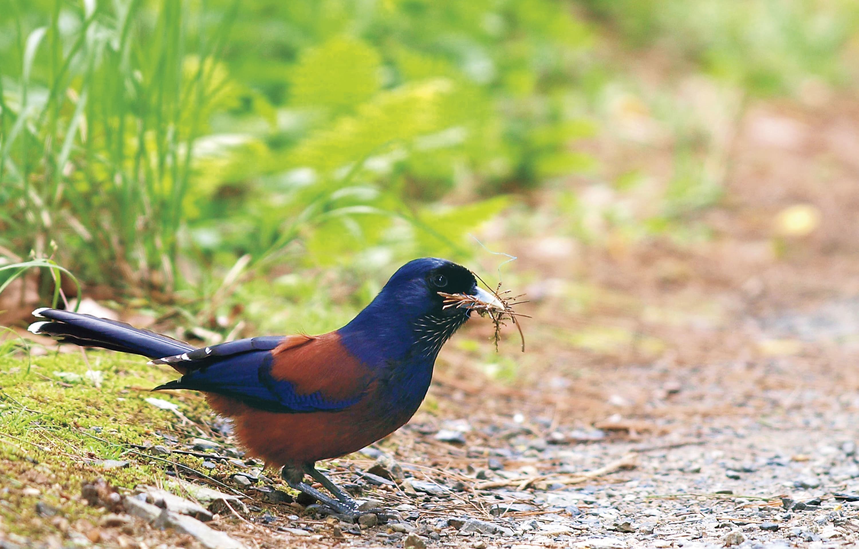 野鳥カレンダー
