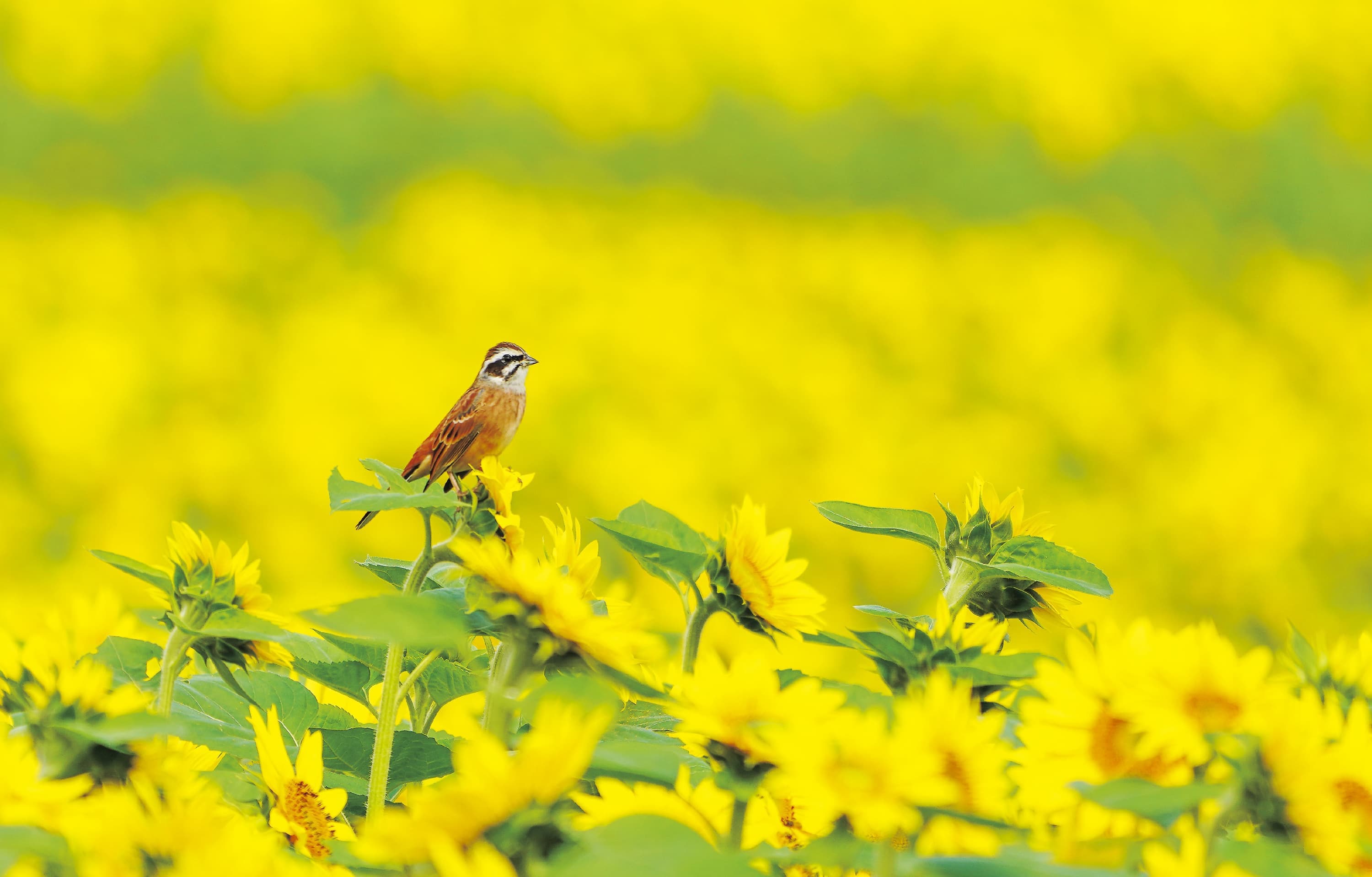野鳥カレンダー