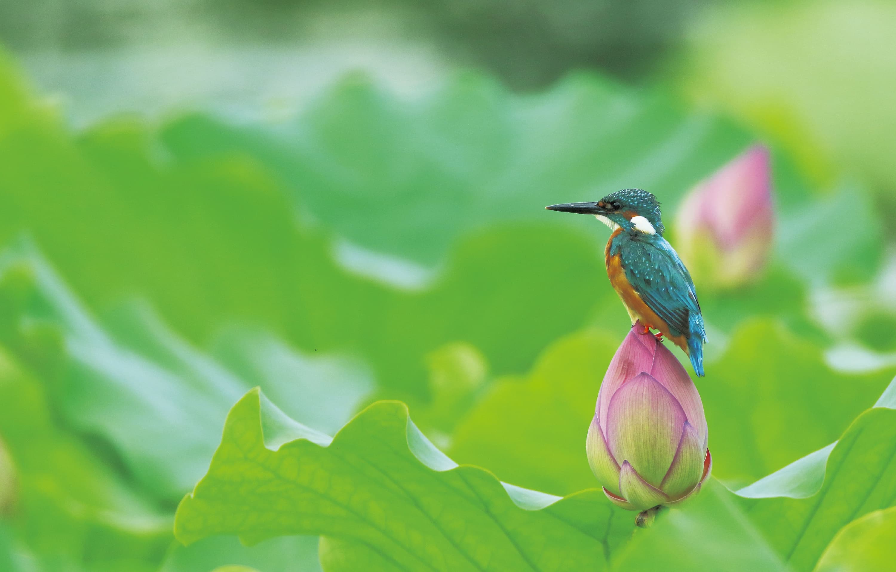 野鳥カレンダー