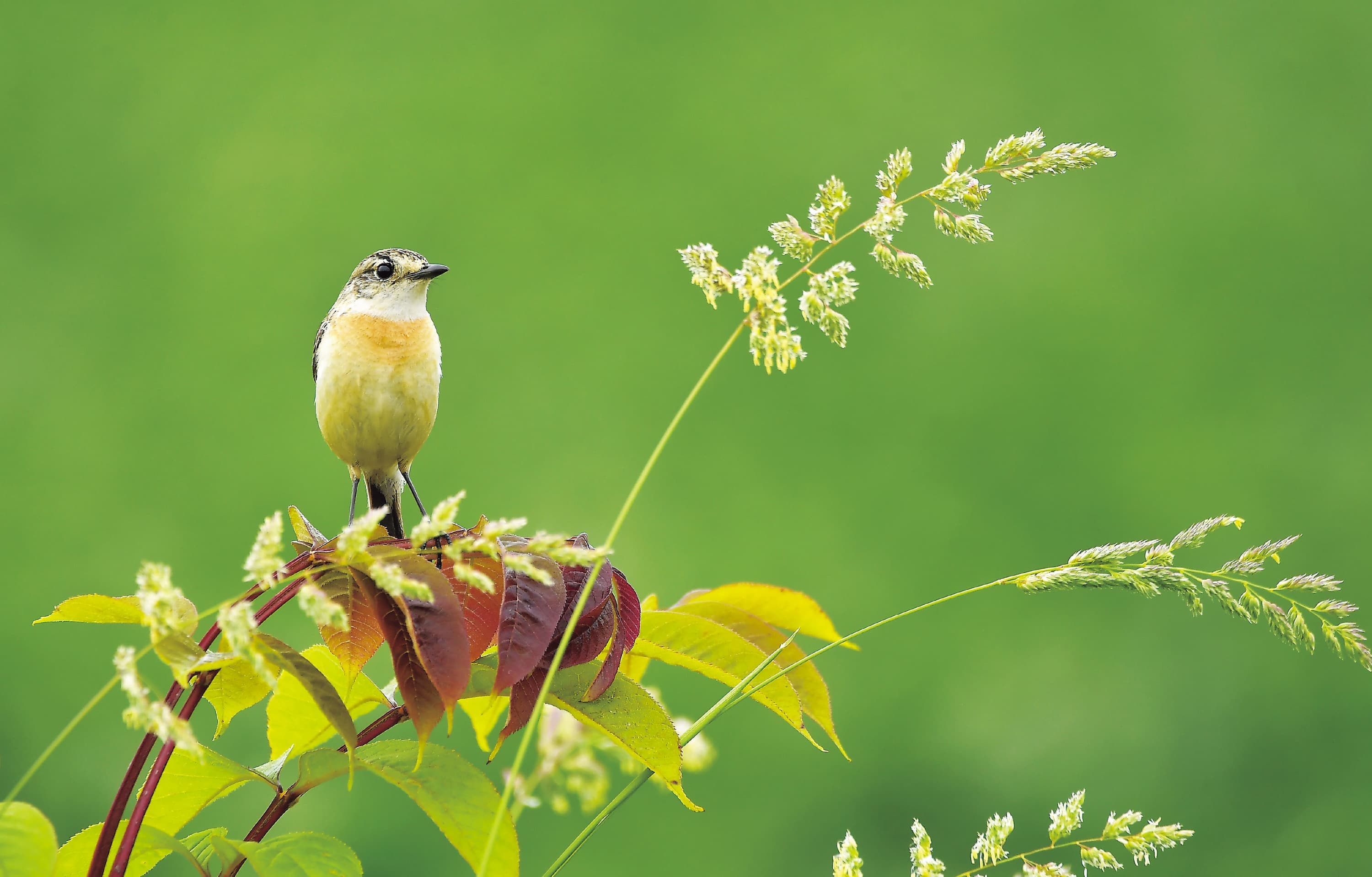 野鳥カレンダー