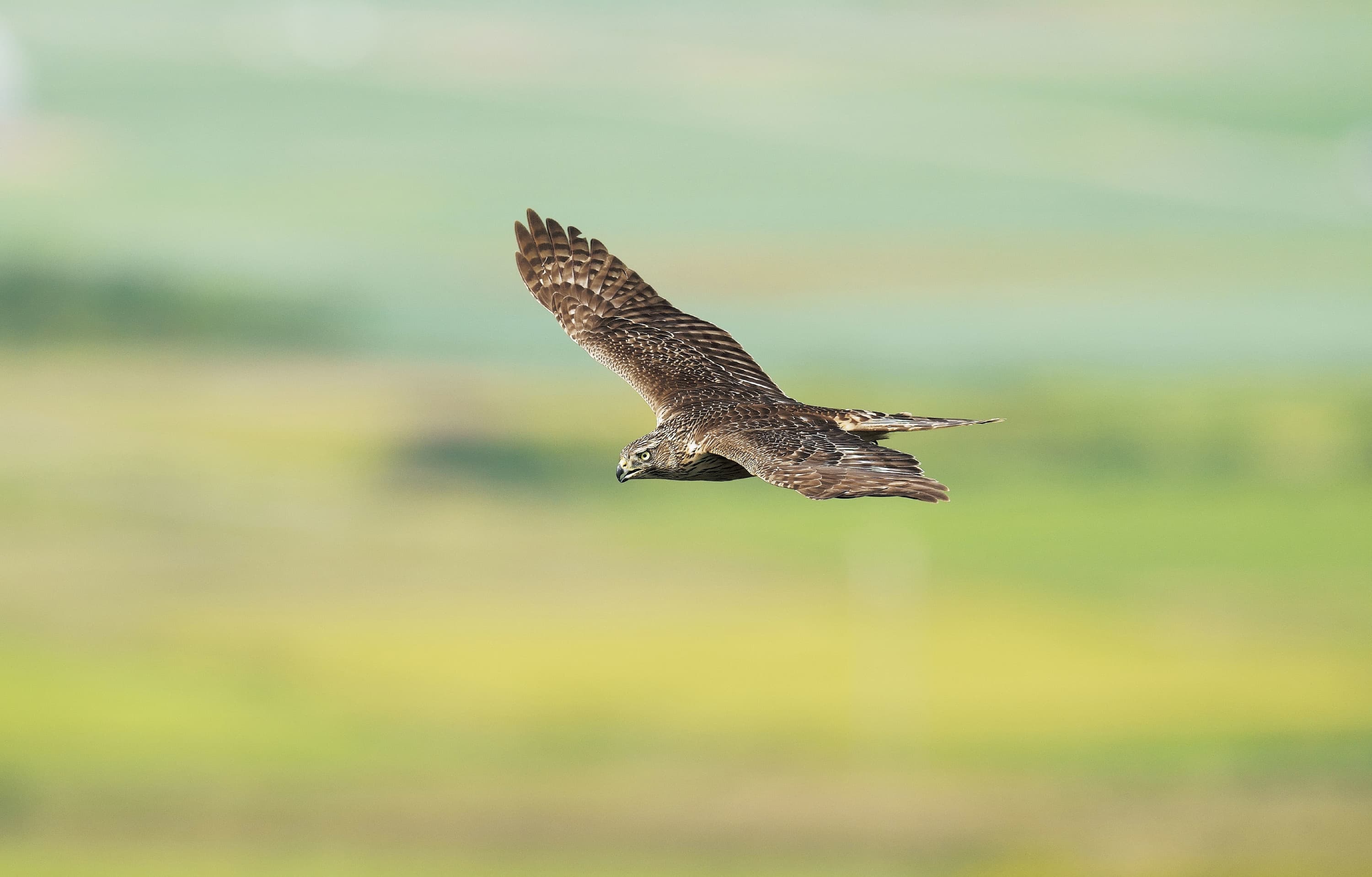 野鳥カレンダー