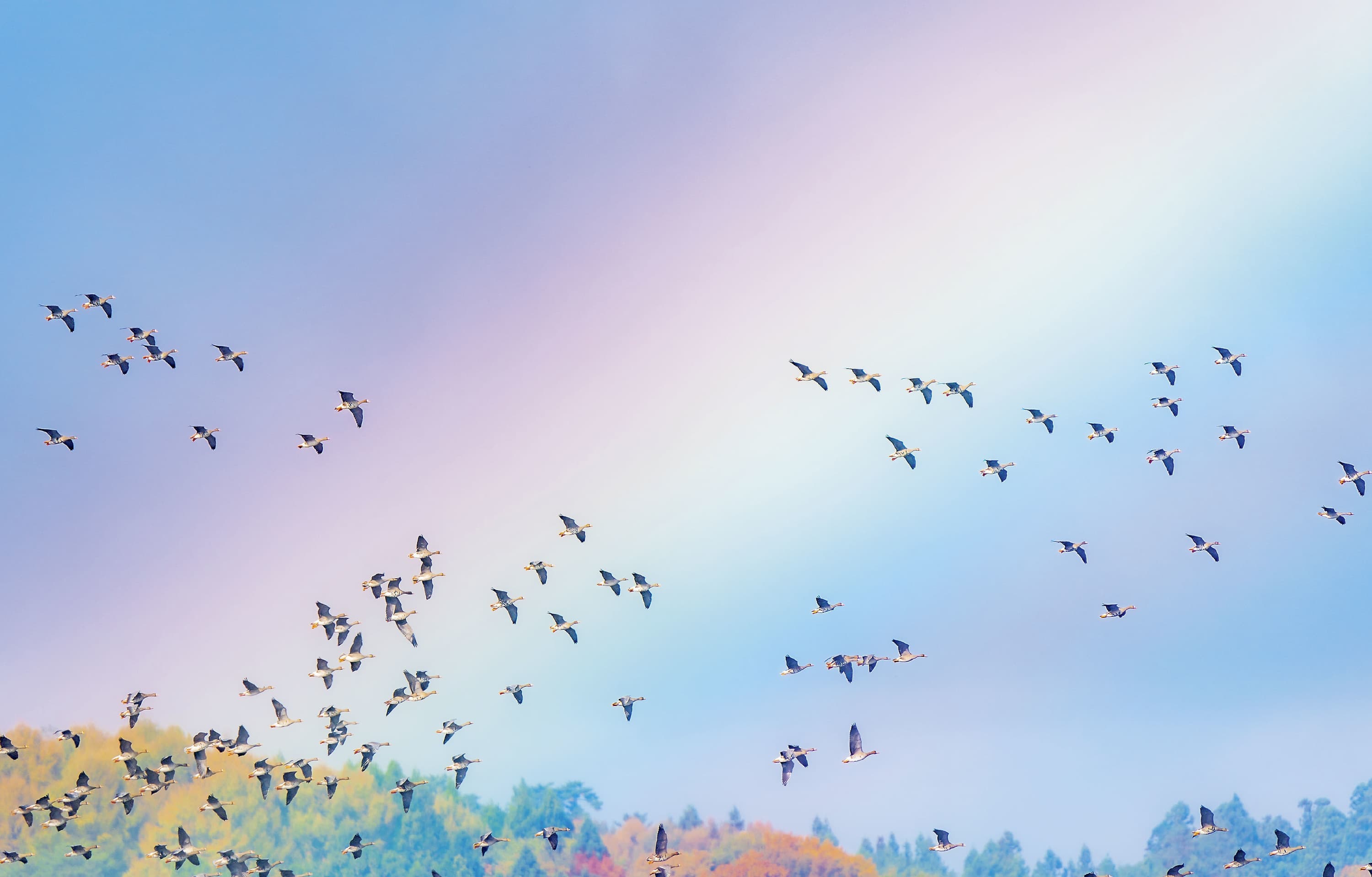 野鳥カレンダー