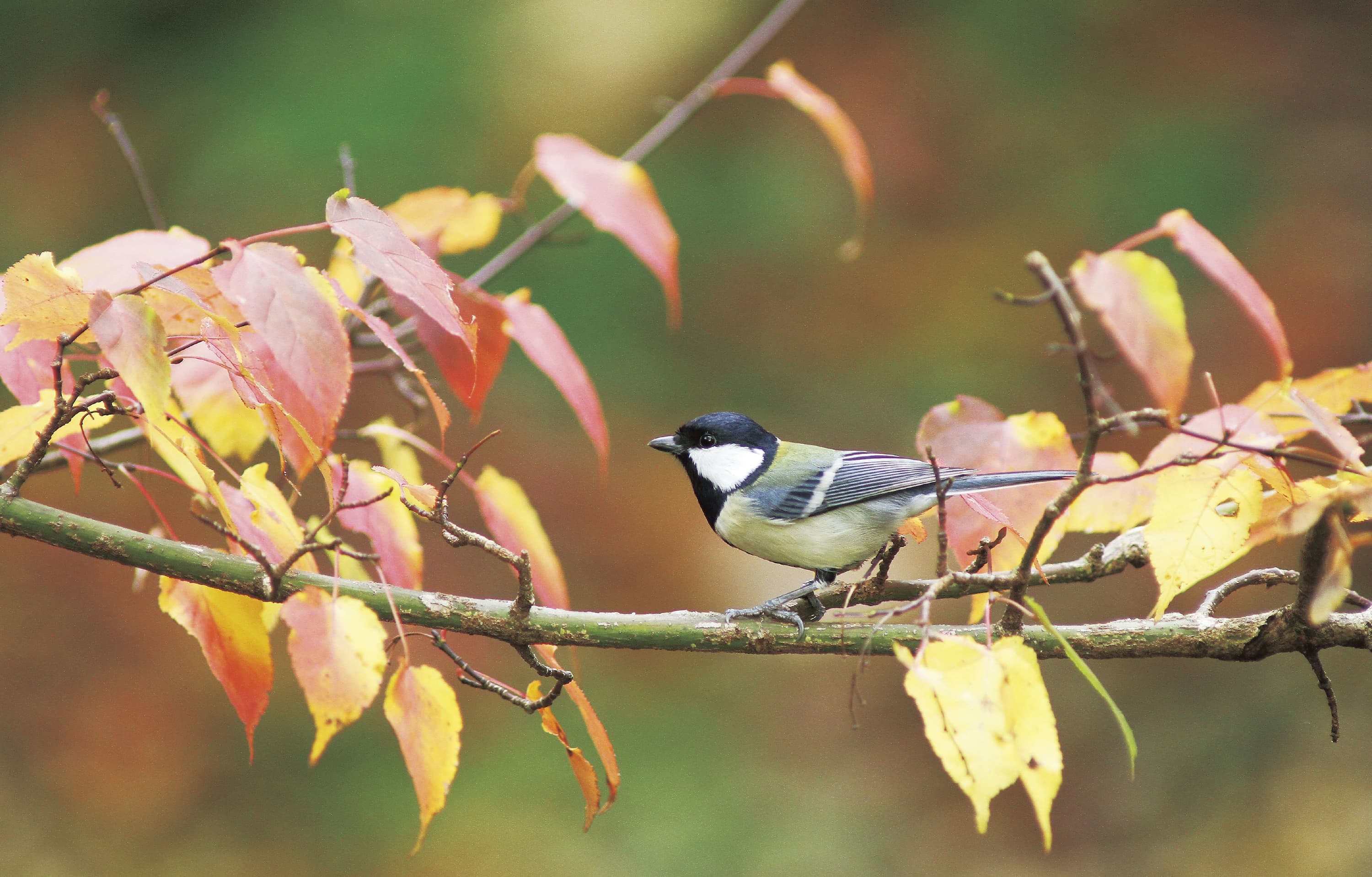 野鳥カレンダー