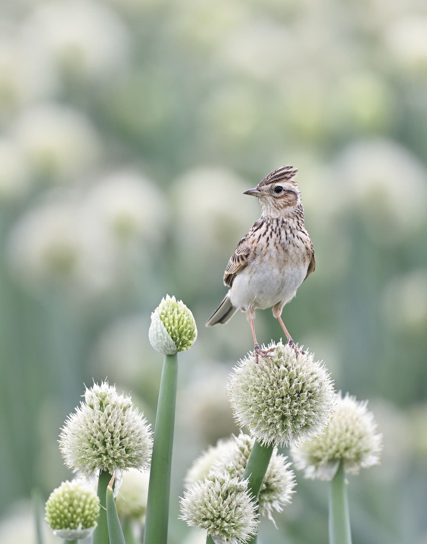 野鳥カレンダー