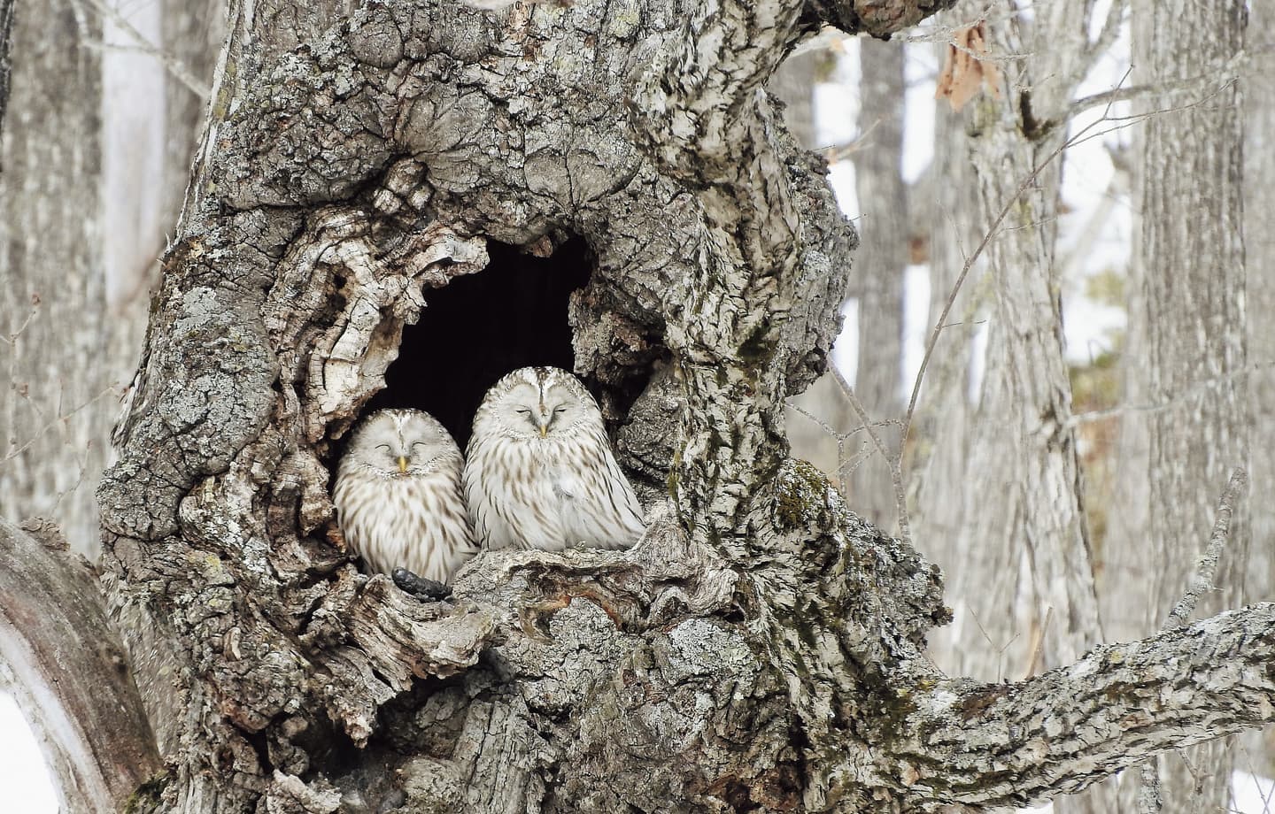 野鳥カレンダー