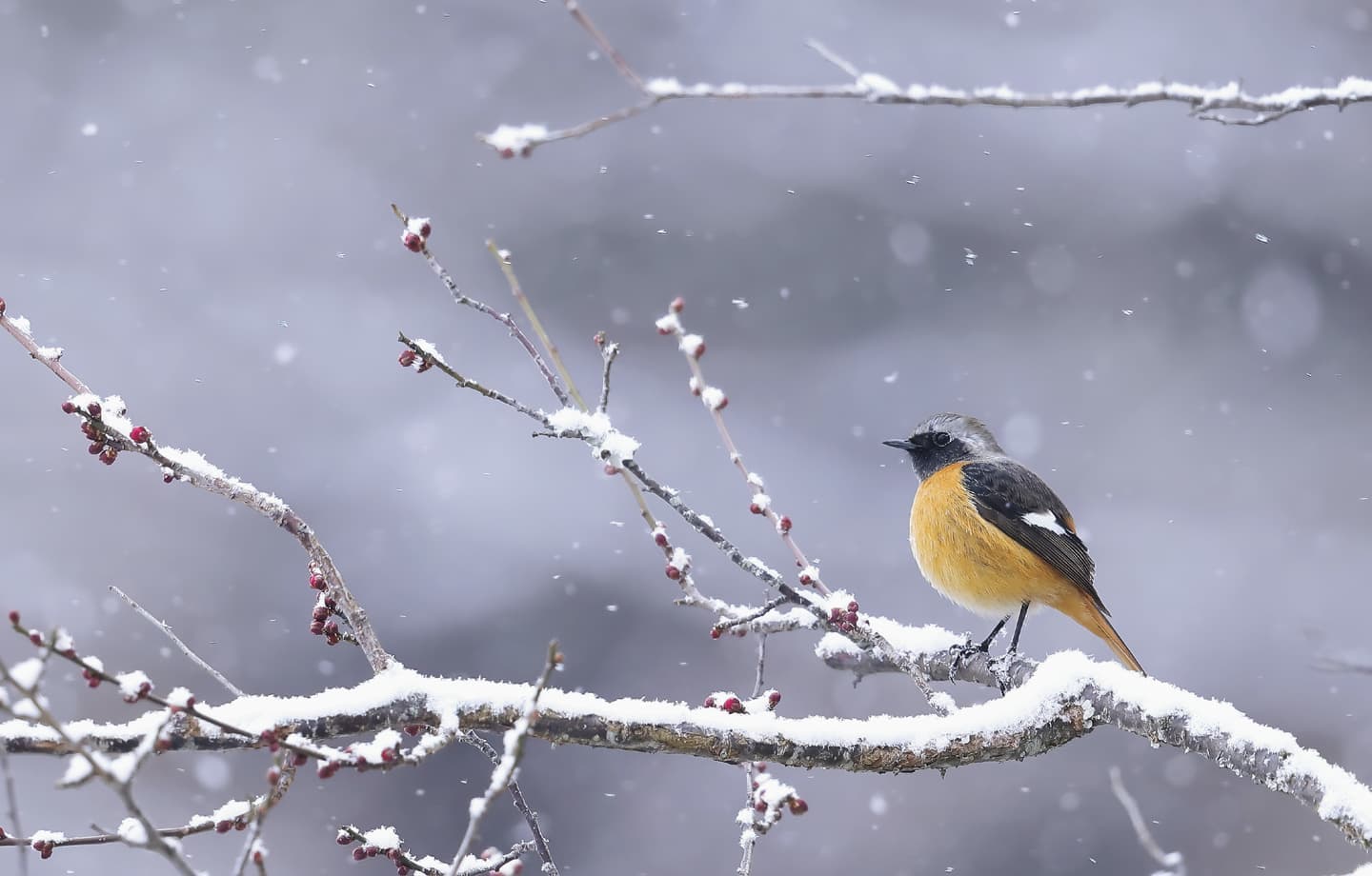 野鳥カレンダー