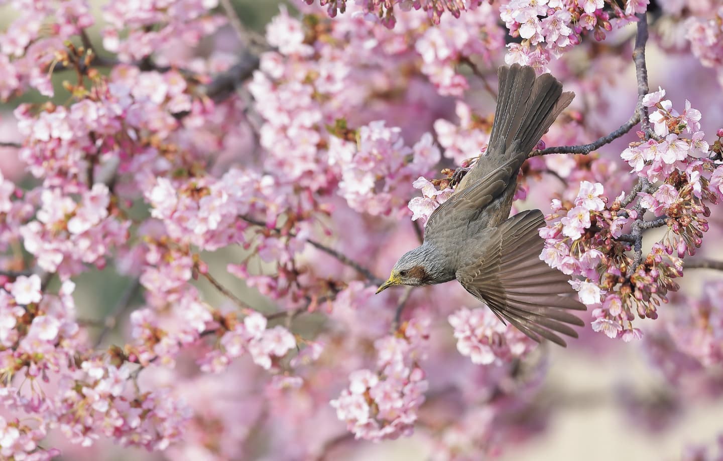 野鳥カレンダー