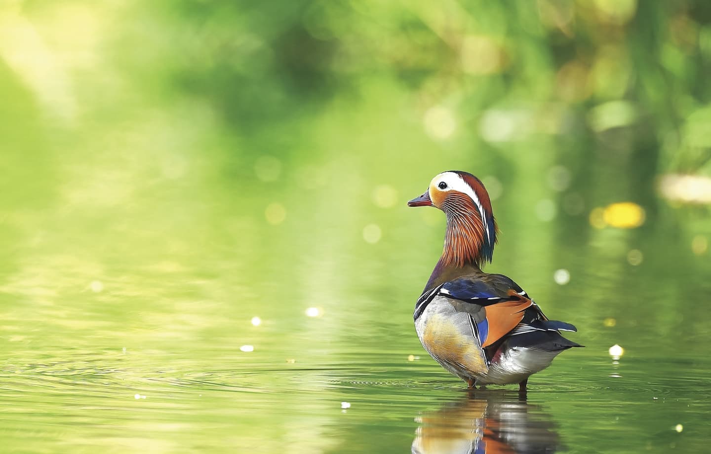 野鳥カレンダー
