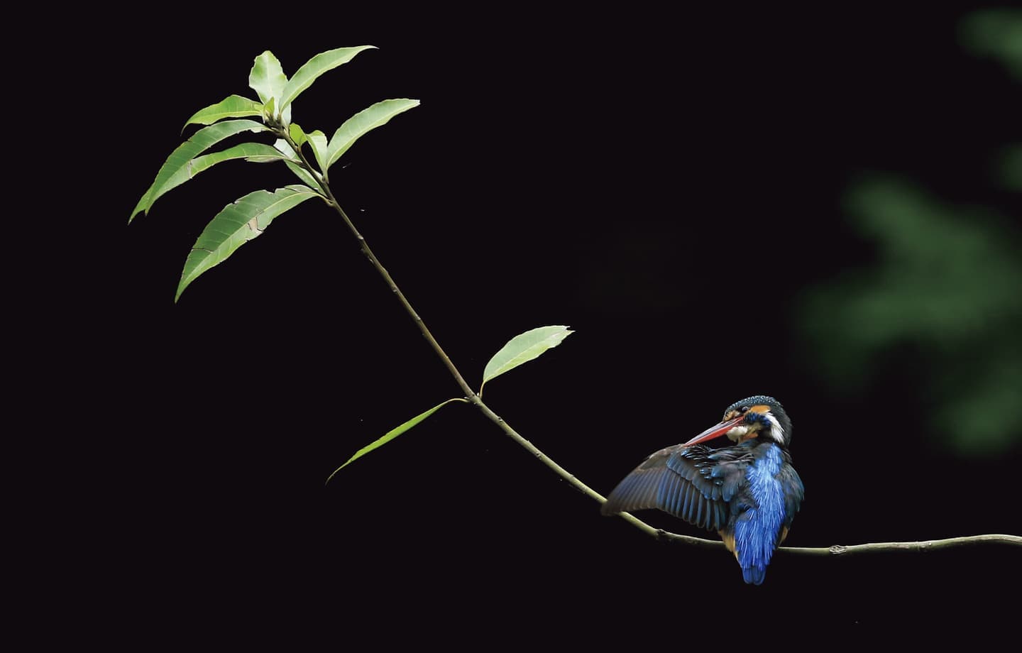 野鳥カレンダー