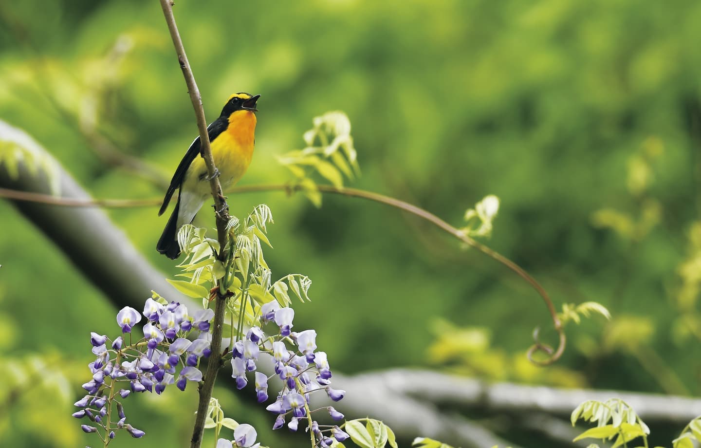 野鳥カレンダー