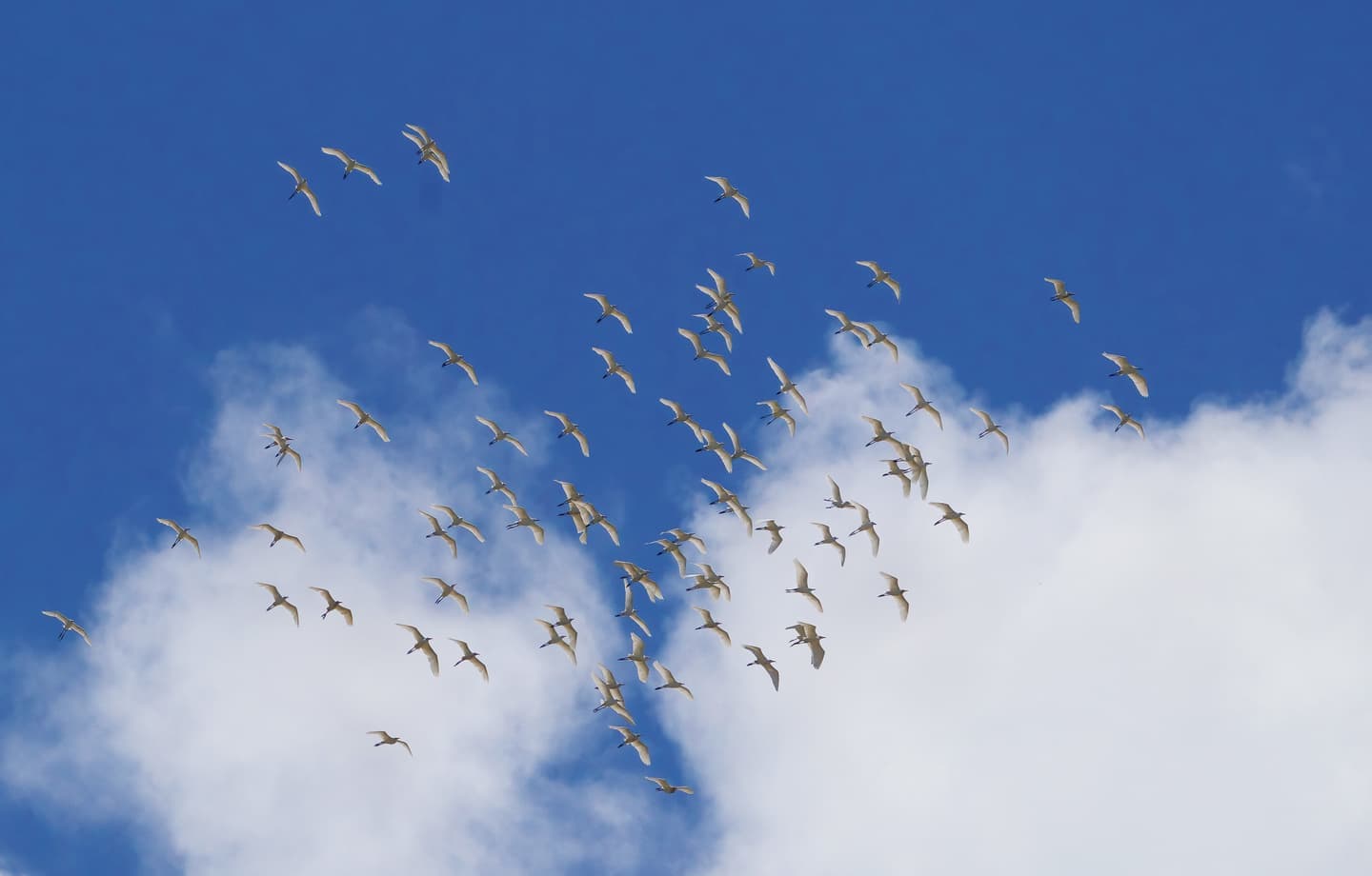 野鳥カレンダー