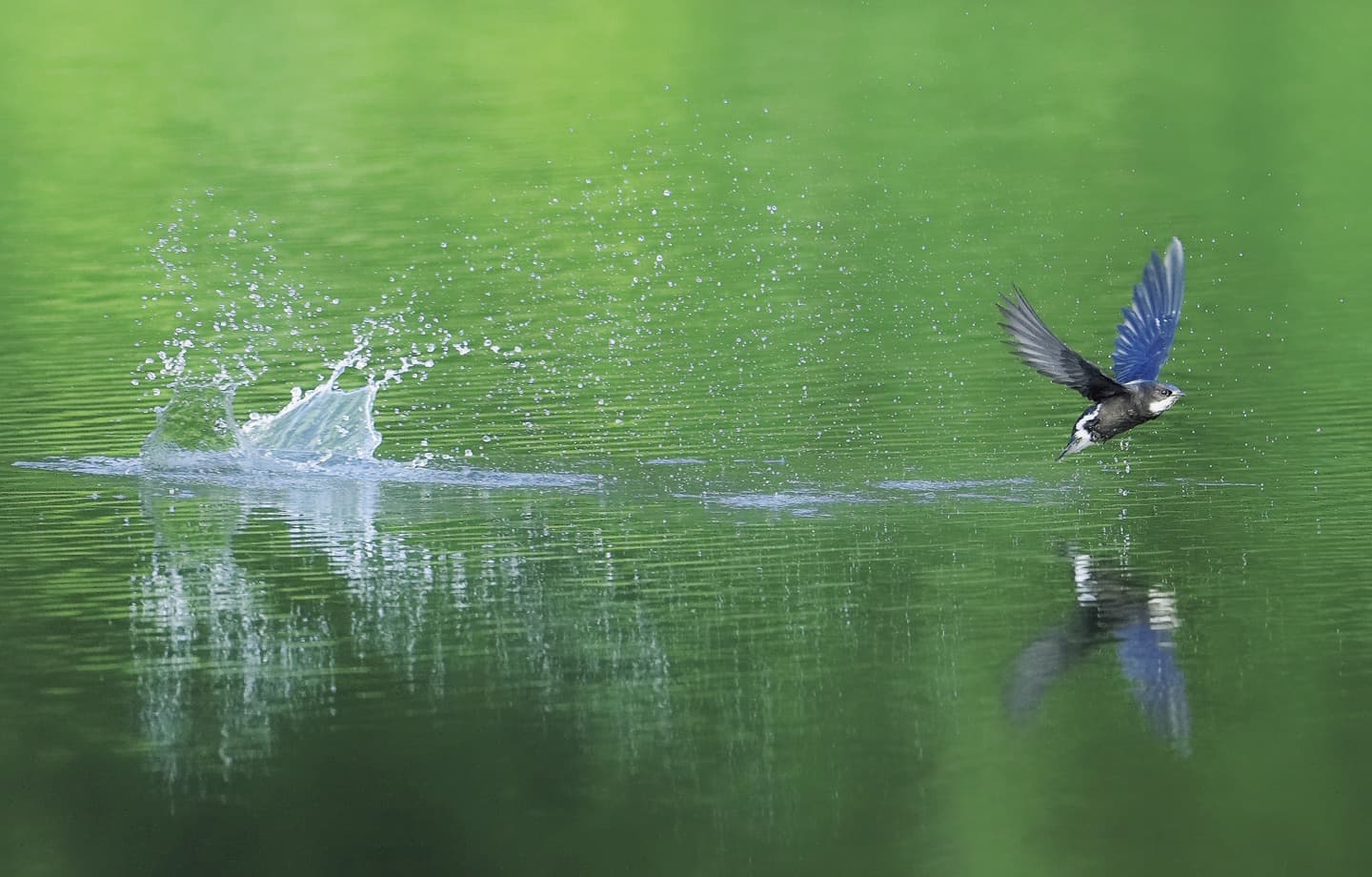 野鳥カレンダー