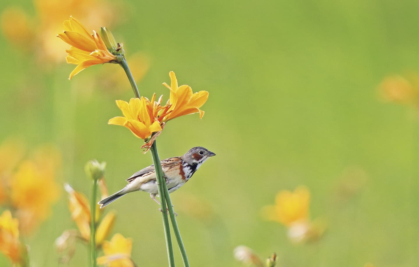 野鳥カレンダー