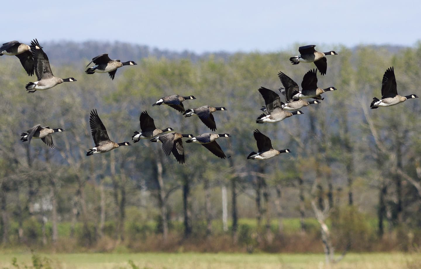 野鳥カレンダー