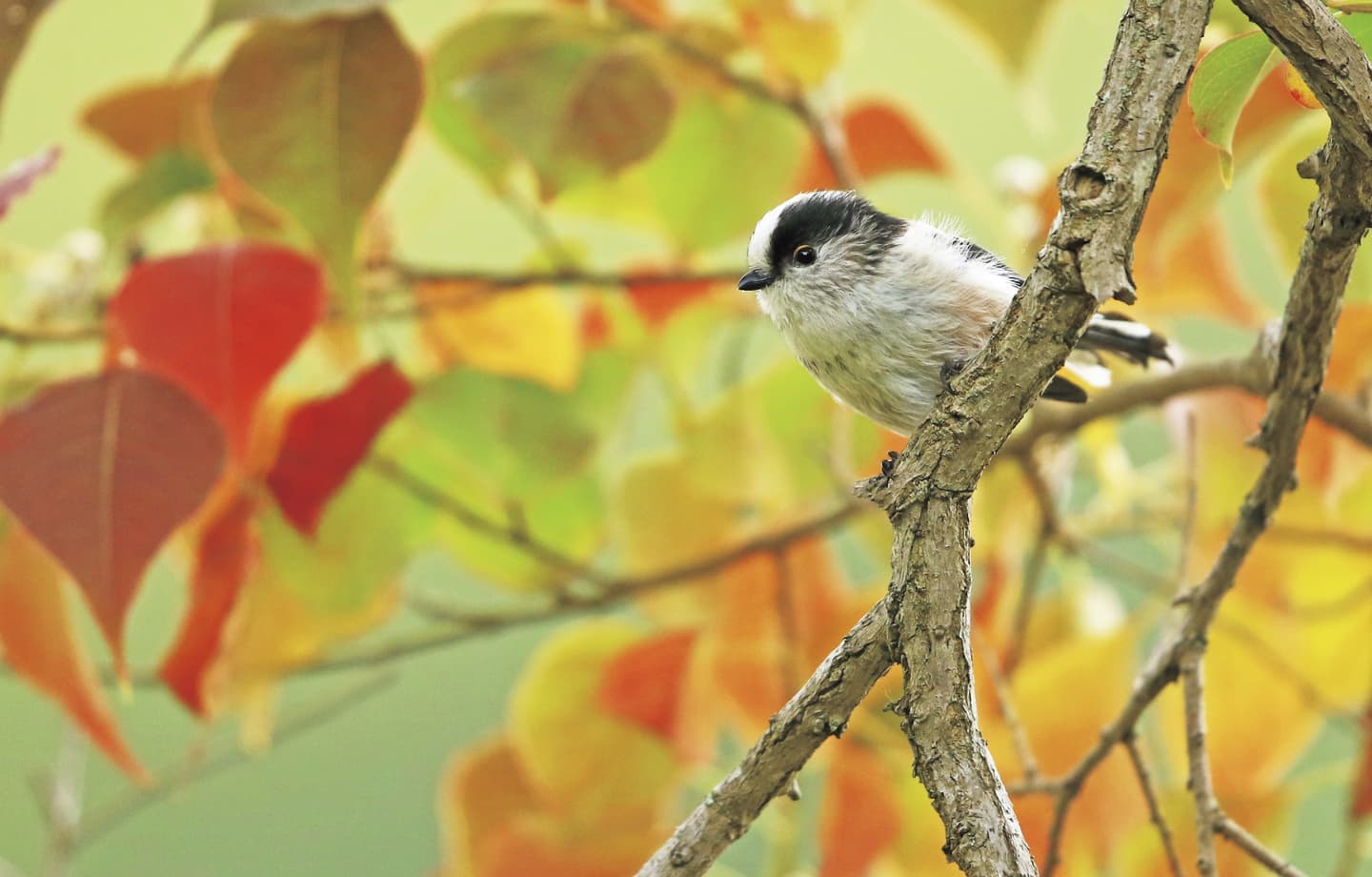 野鳥カレンダー