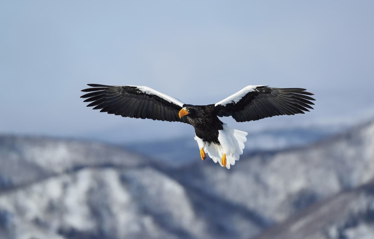 野鳥カレンダー