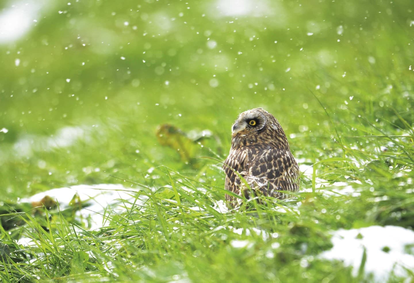 野鳥カレンダー