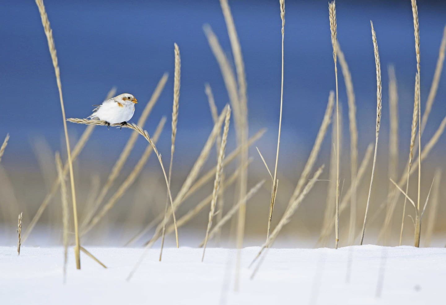 野鳥カレンダー