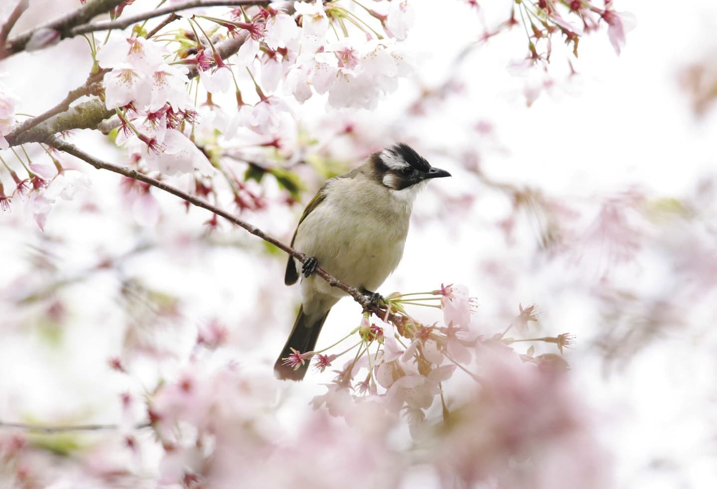 野鳥カレンダー