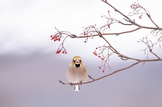 野鳥カレンダー