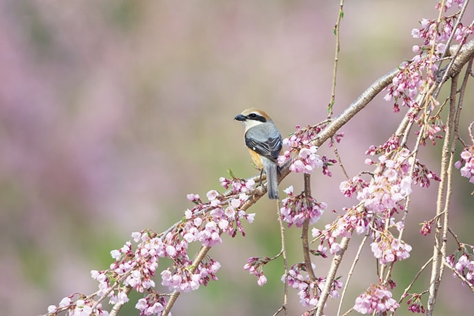 野鳥カレンダー