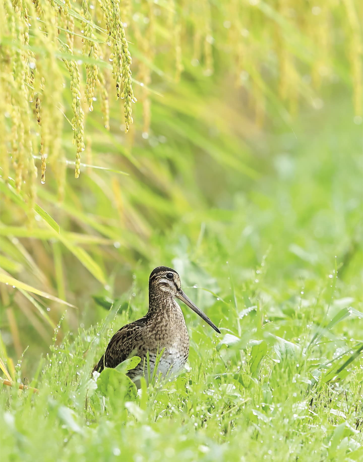 野鳥カレンダー