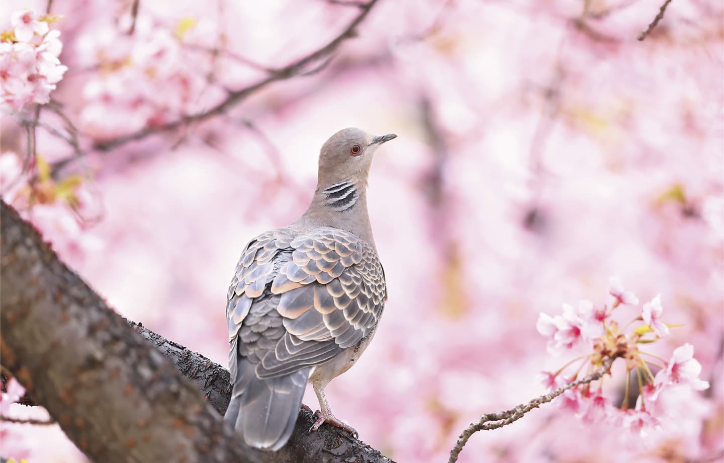 野鳥カレンダー