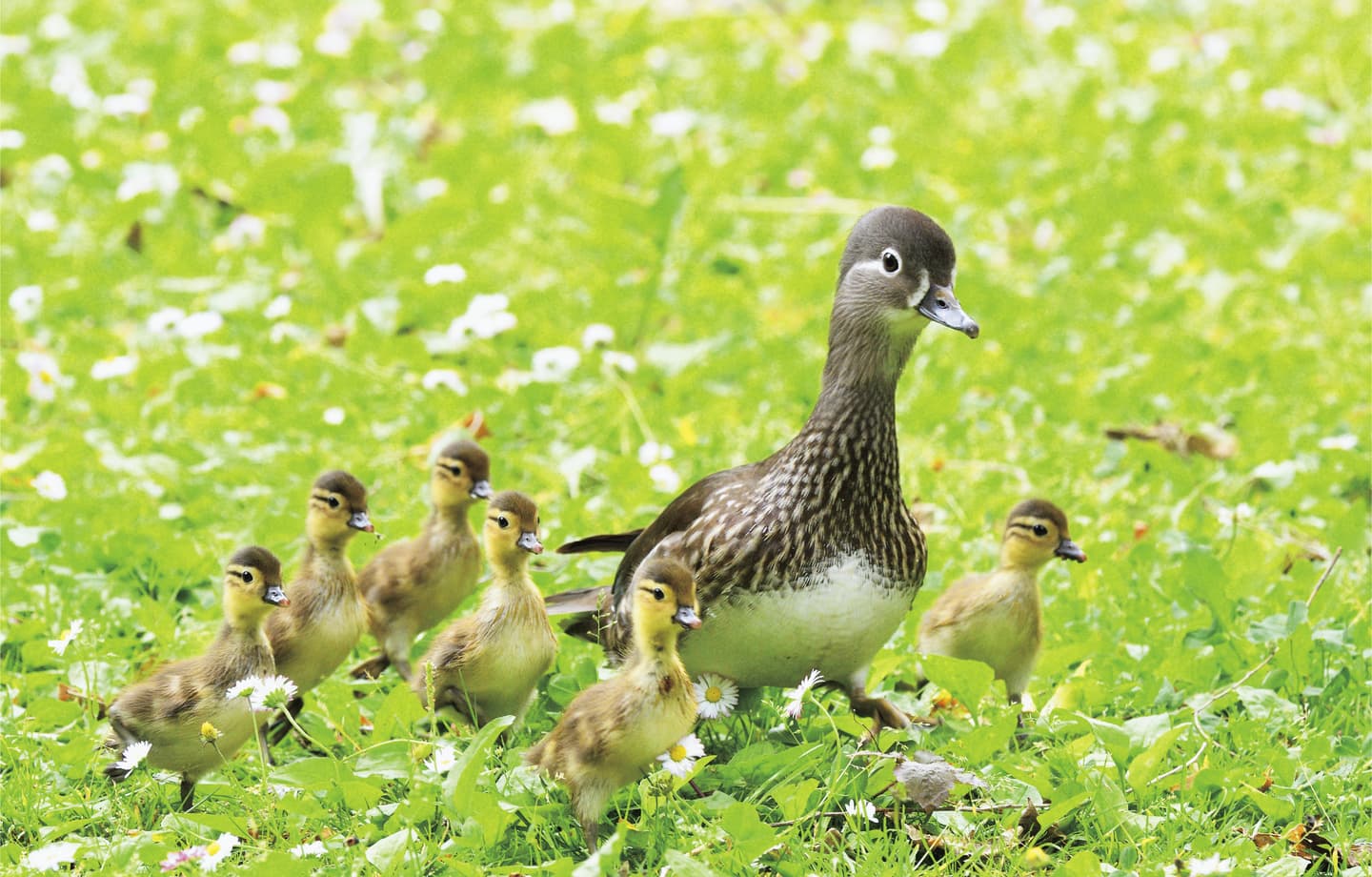 野鳥カレンダー