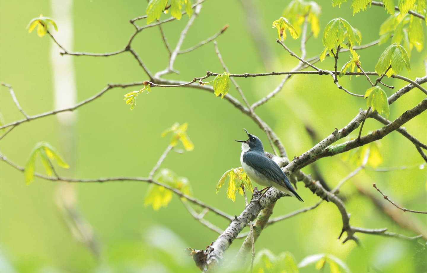野鳥カレンダー