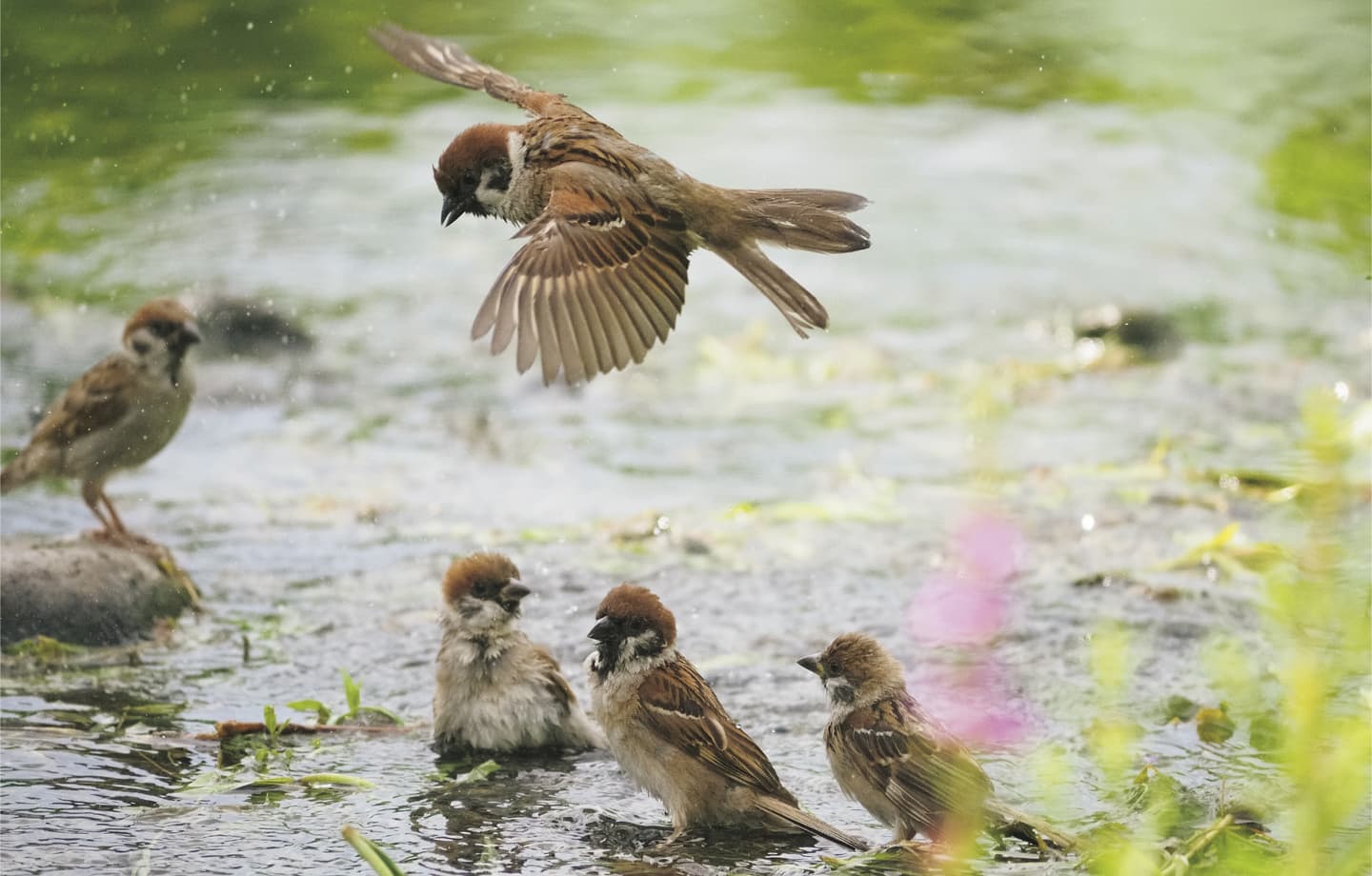 野鳥カレンダー