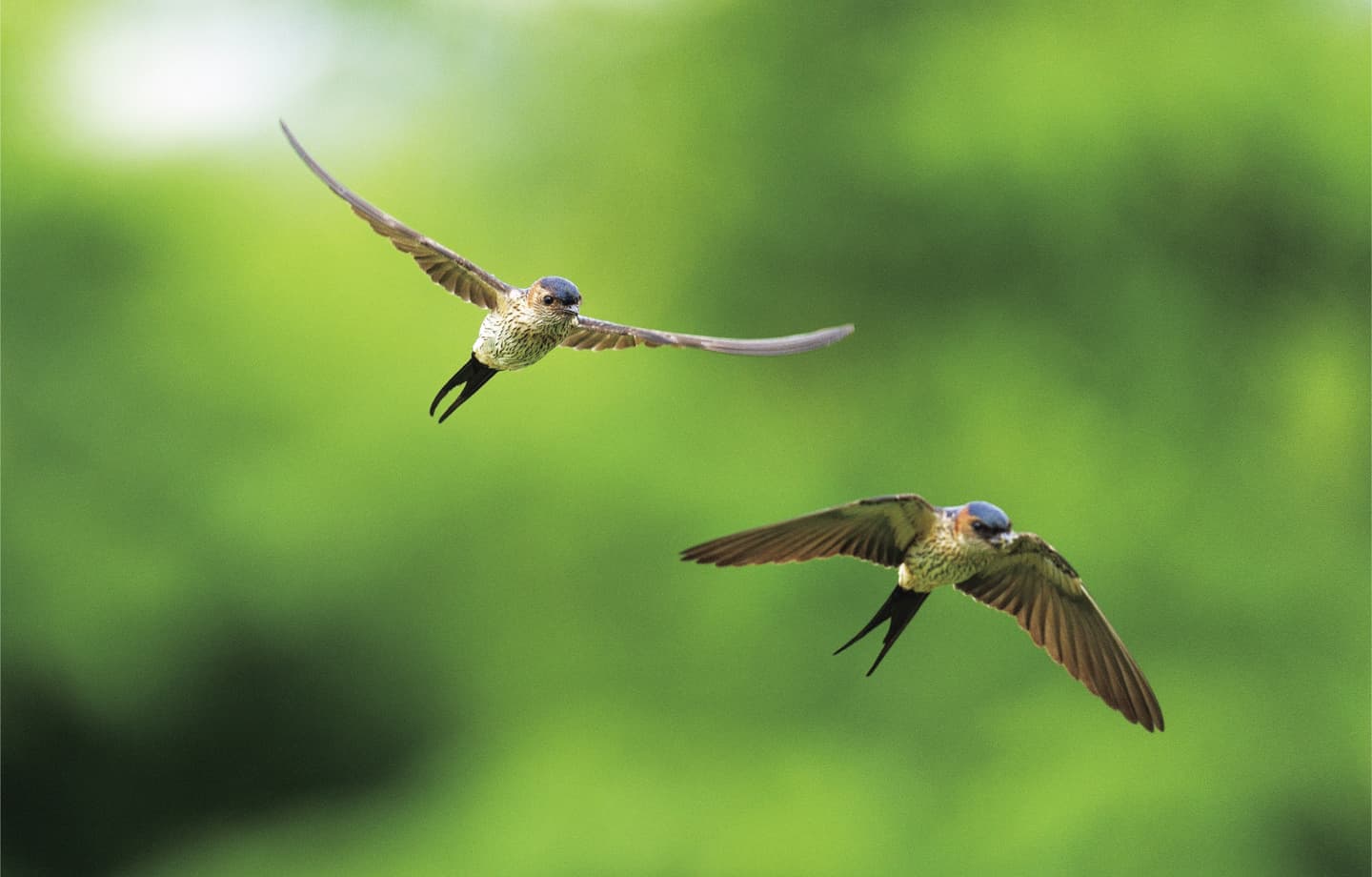 野鳥カレンダー
