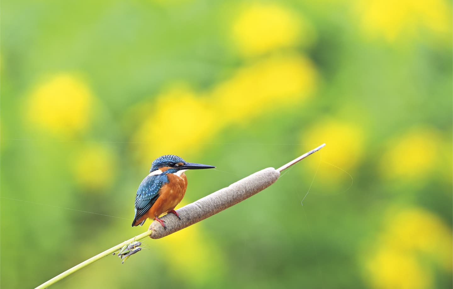 野鳥カレンダー