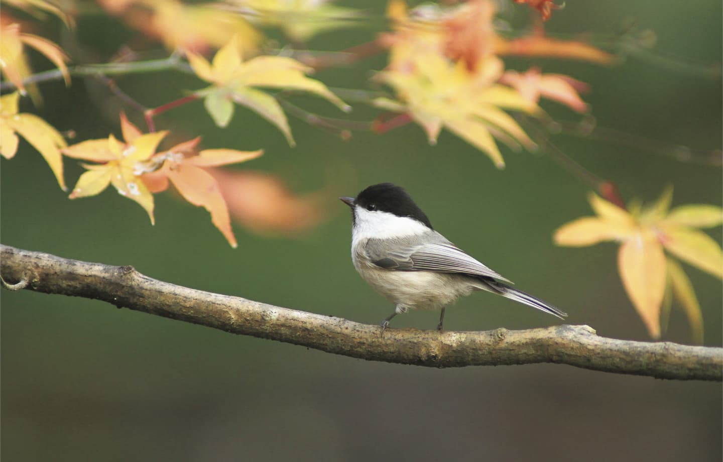 野鳥カレンダー
