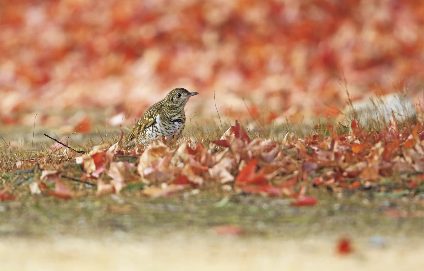 野鳥カレンダー