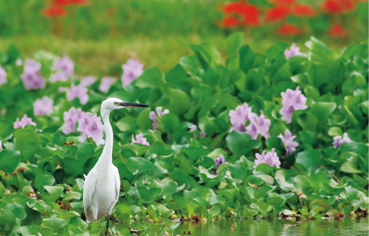 野鳥カレンダー